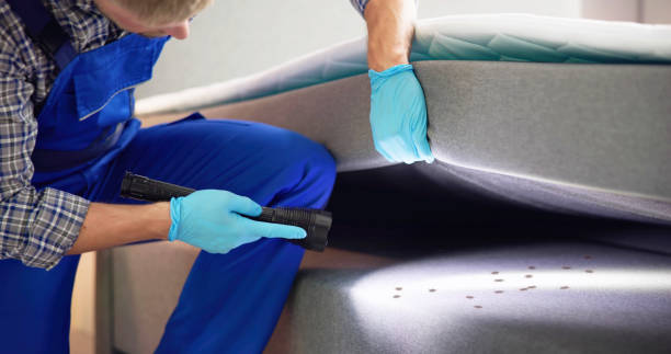 Best Termite Control Services  in Park Forest, IL